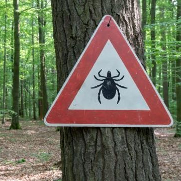 Reflexologue maladie de lyme Chalon sur Saône